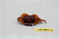 藏品(顯著表方蟹)的圖片